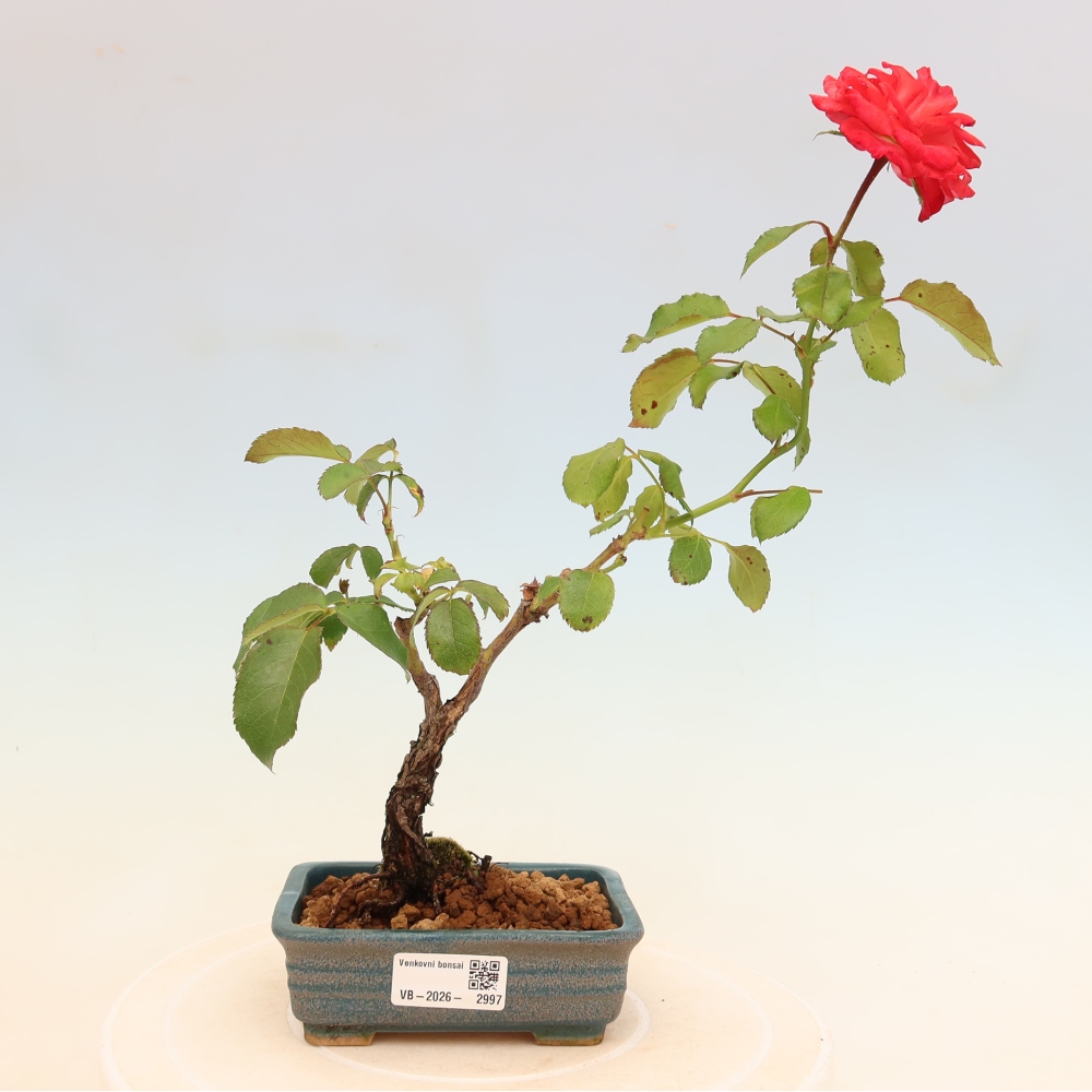 Outdoor Bonsai - Rosa Kordes - Rose