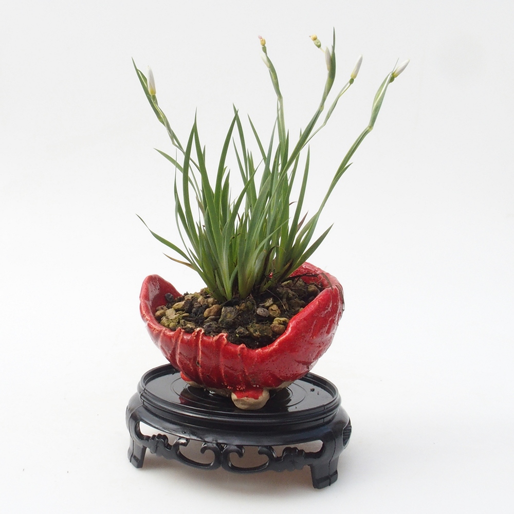 Bonsai table plastic round 10 x 10 x 3,5 cm, color black