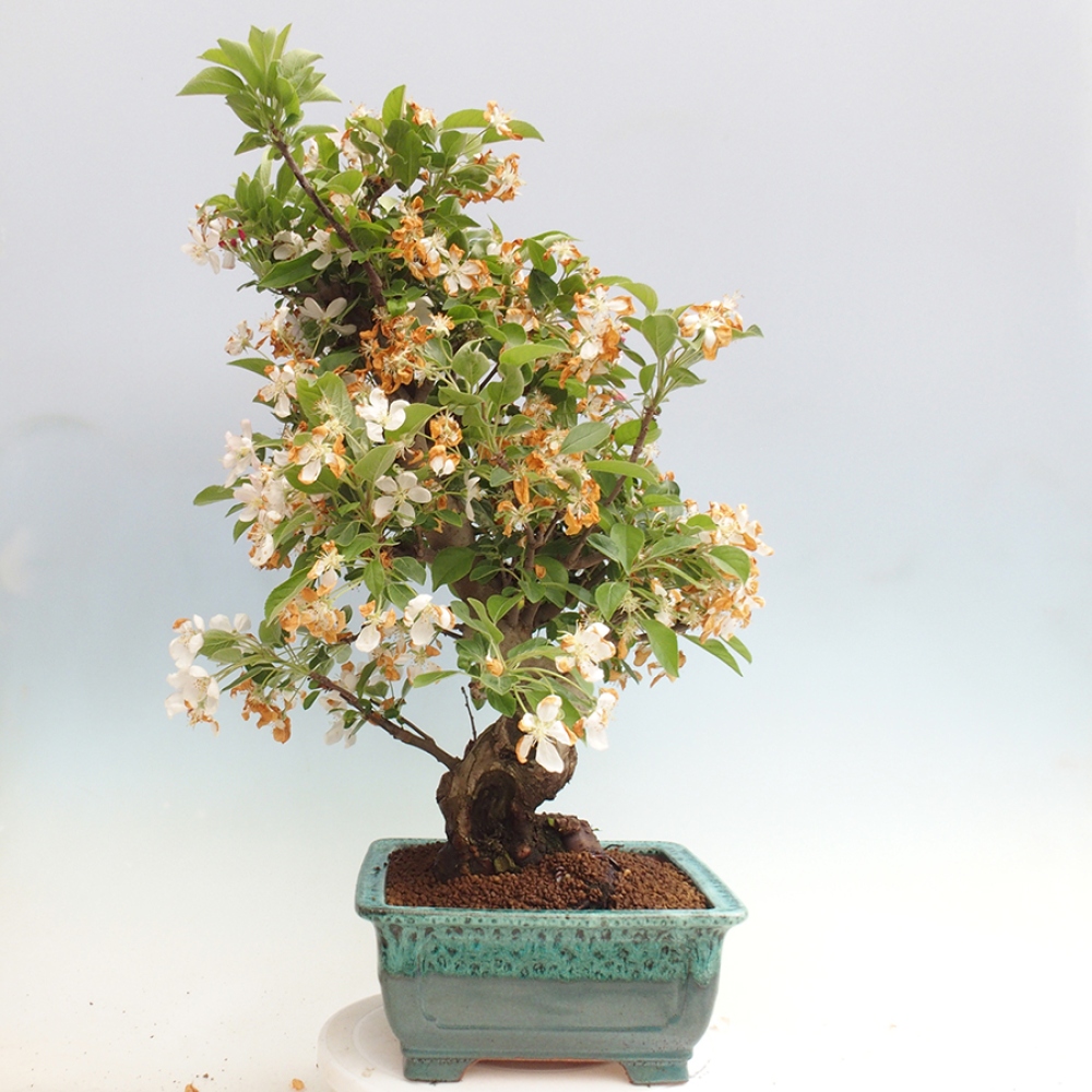 Outdoor bonsai - Malus halliana - Small-fruited apple tree