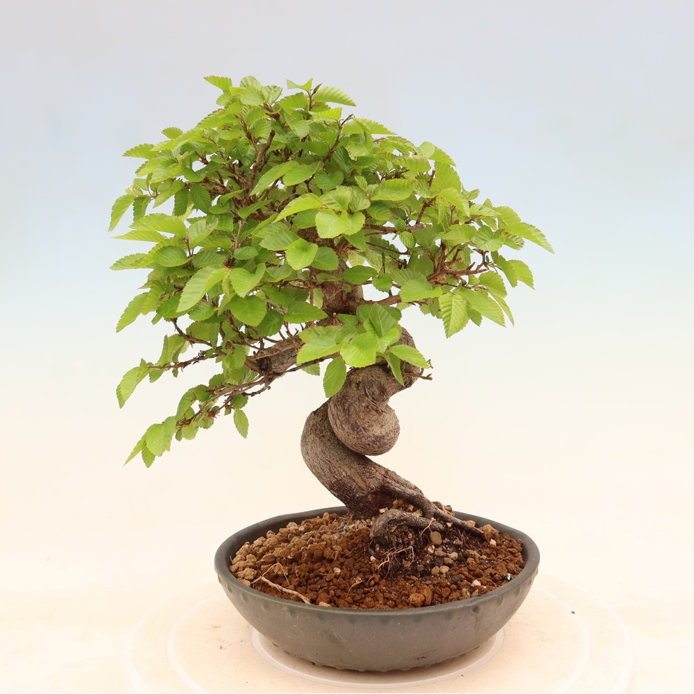 Outdoor bonsai -Carpinus coreana - Korean Hornbeam