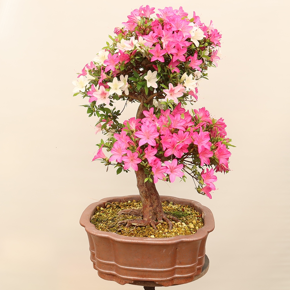 Outdoor bonsai - Japanese Azalea - Azalea Miyabihime