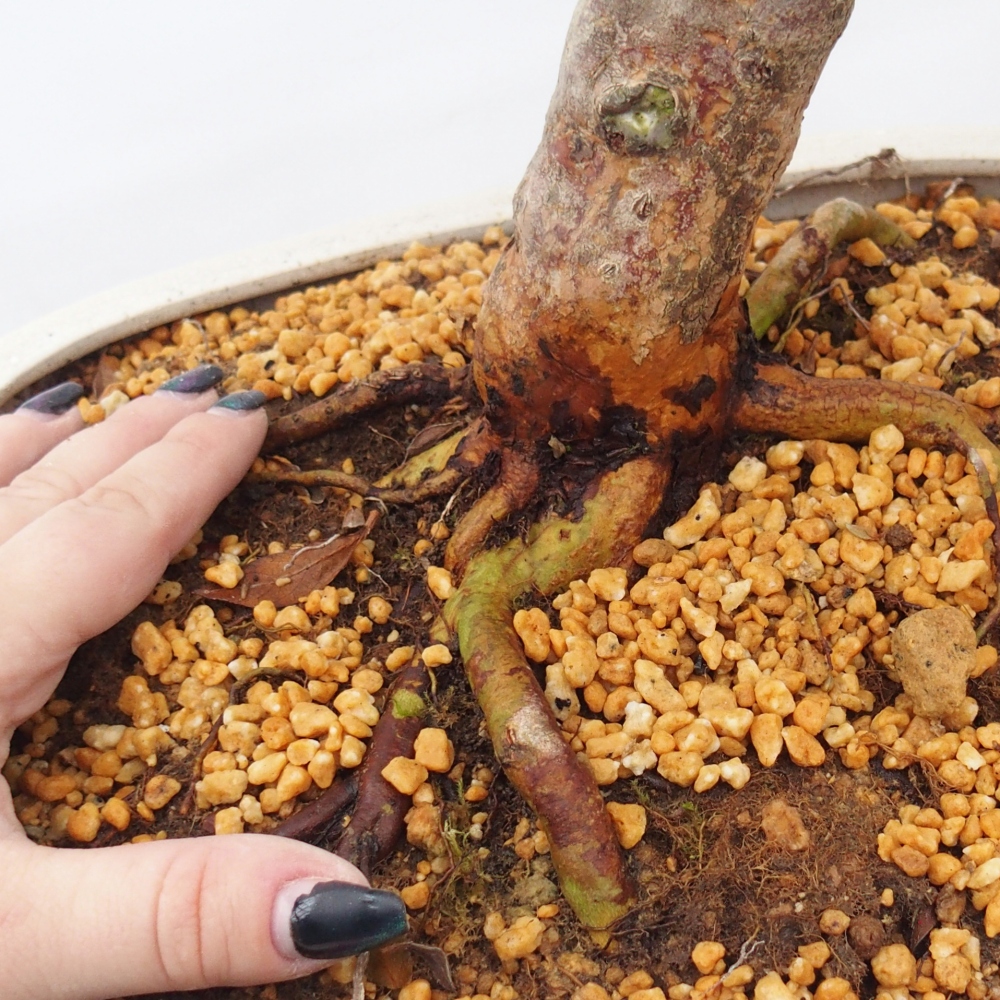 Outdoor bonsai - Japanese Azalea - Azalea Hanatsuzuri