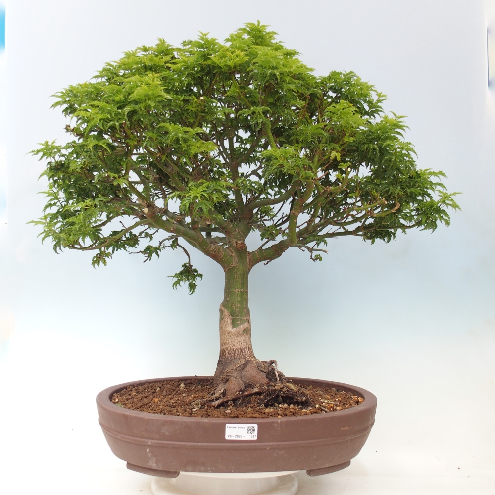 Outdoor bonsai -Javor palm Acer palmatum Shishigashira