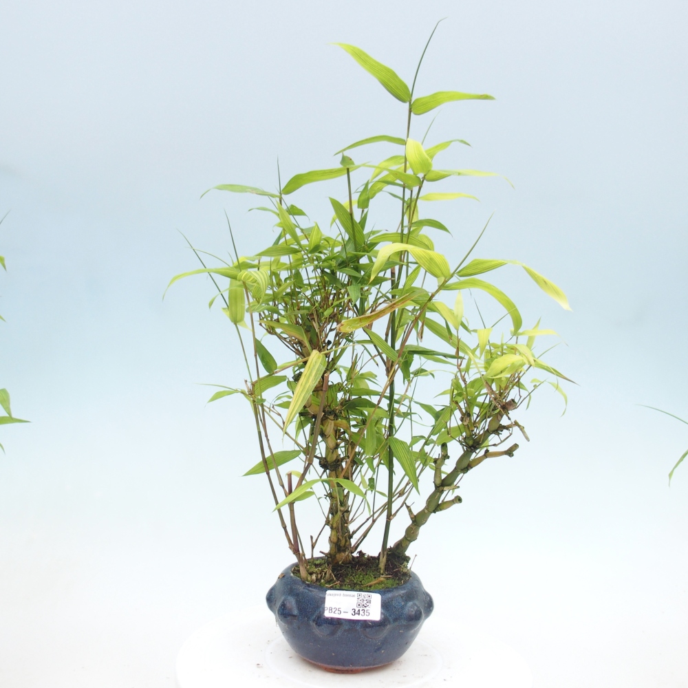 Room bonsai - Bamboo budha-Bamboo budha belly