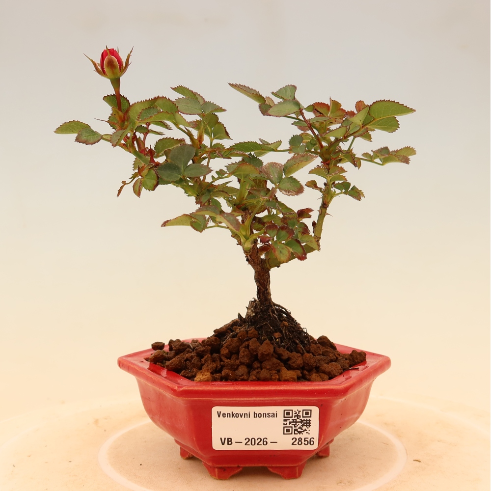 Outdoor Bonsai - Rosa Kordes - Rose