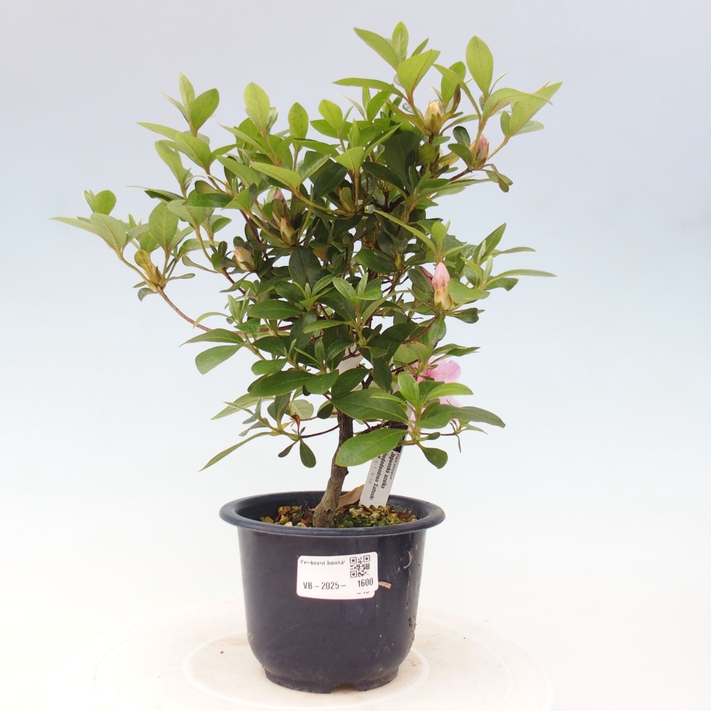 Outdoor bonsai - Japanese azalea - Azalea Kaminojamakirin