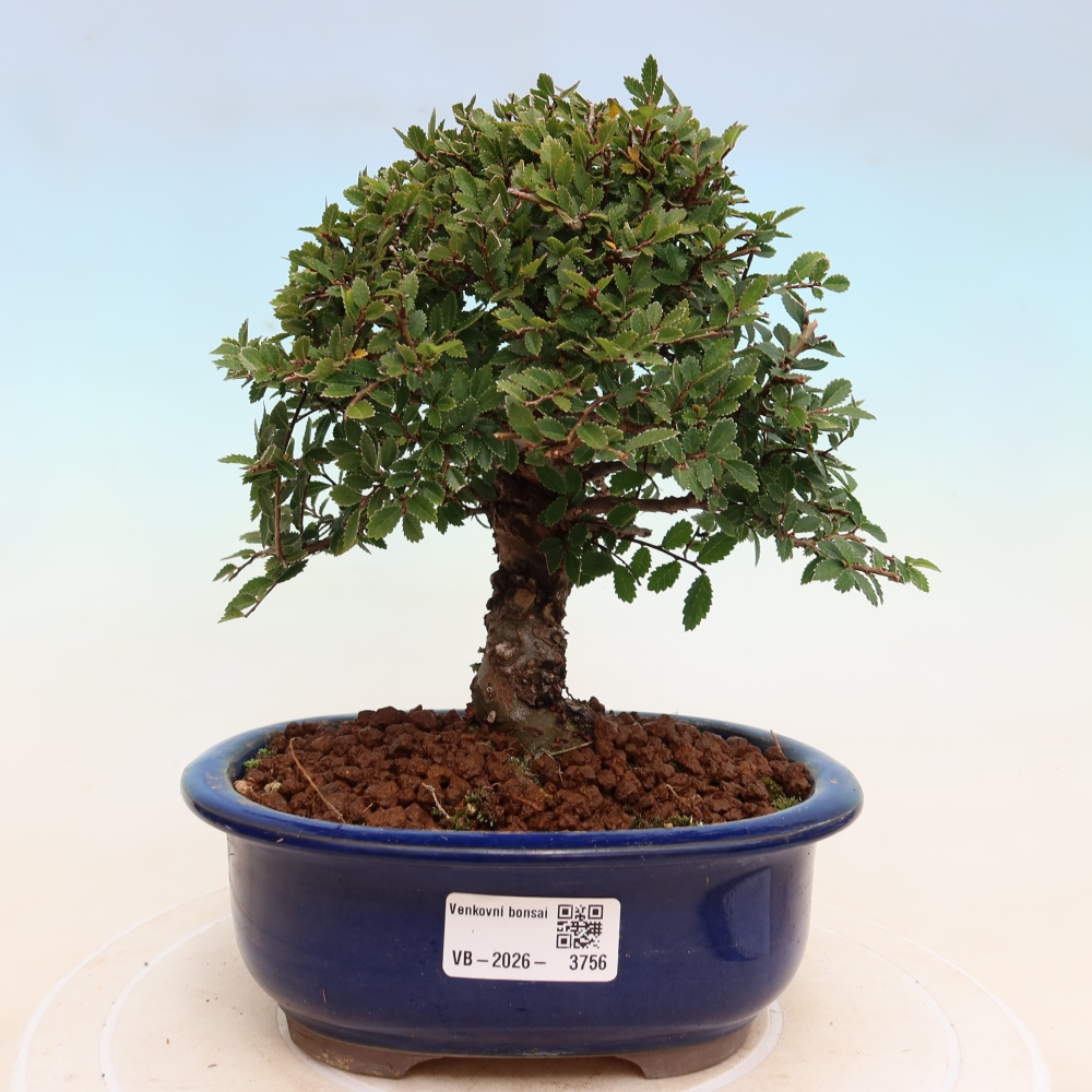 Outdoor bonsai - Zelkova - Zelkova NIRE