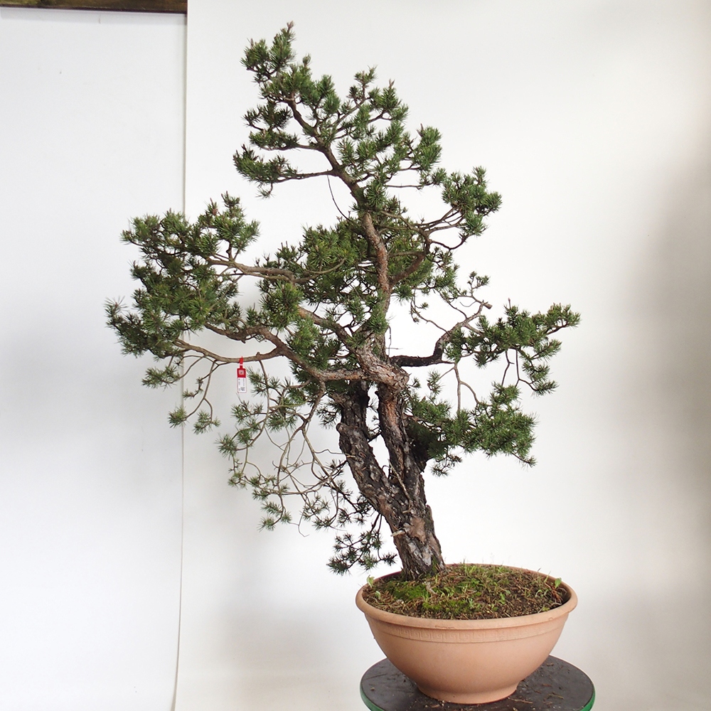 Yamadori - Pinus sylvestris Spain