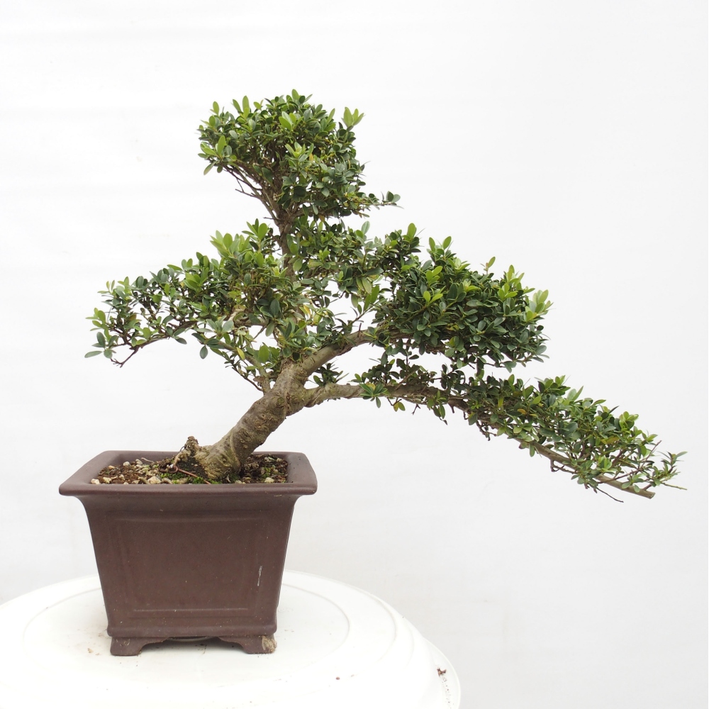 Indoor bonsai - Ilex crenata - Holly