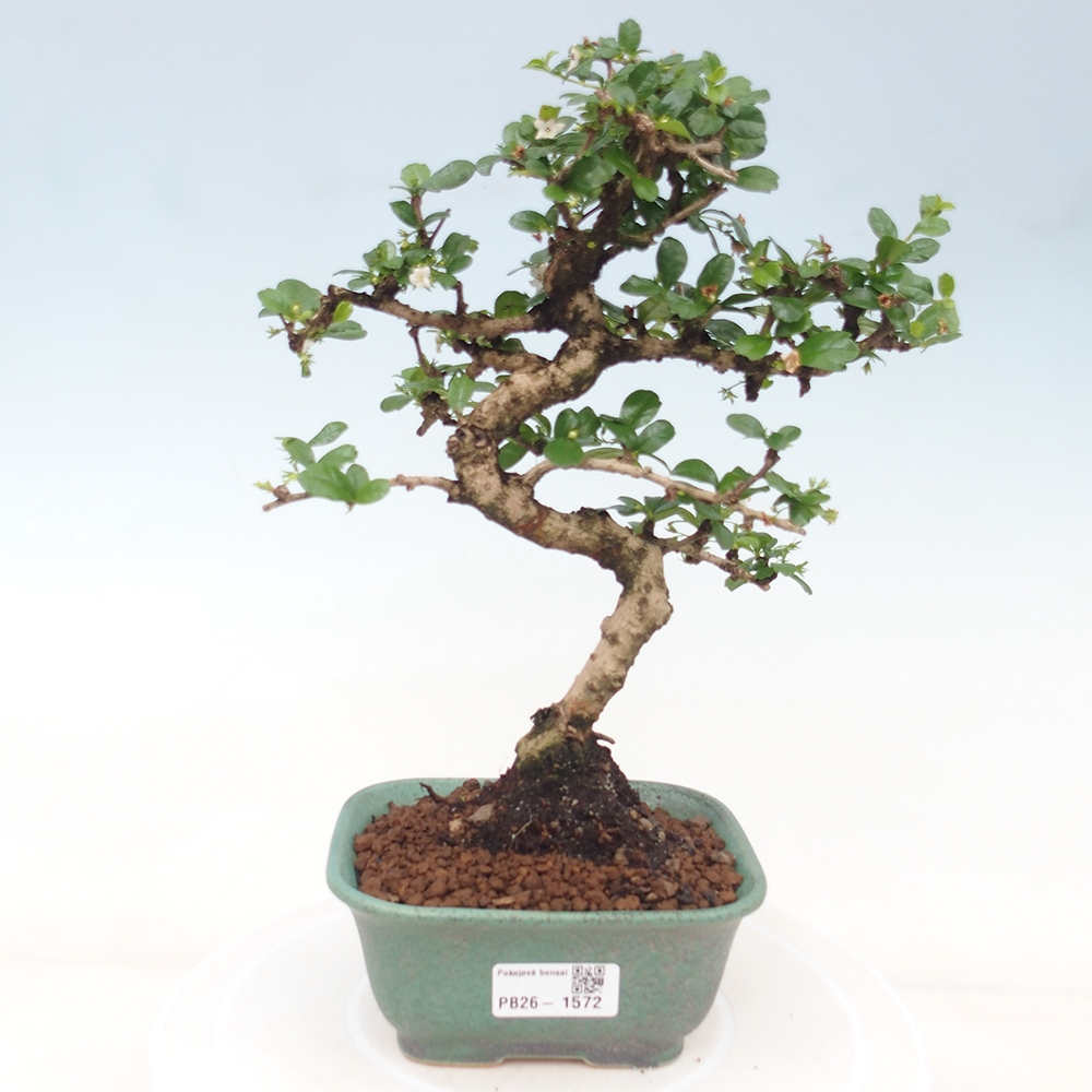 Room bonsai - Carmona macrophylla - Tea fuki
