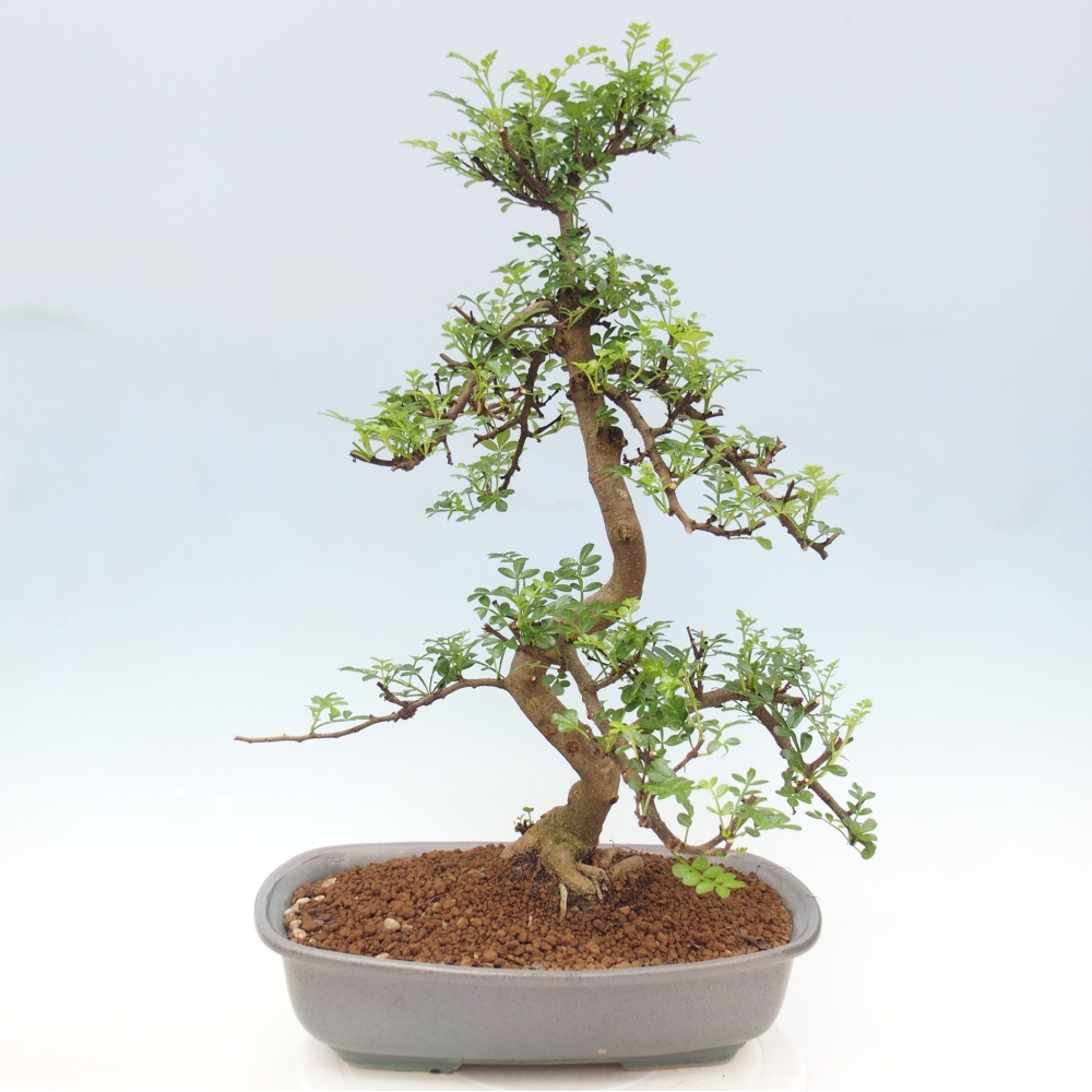 Room bonsai - Zantoxylum piperitum - pepper tree