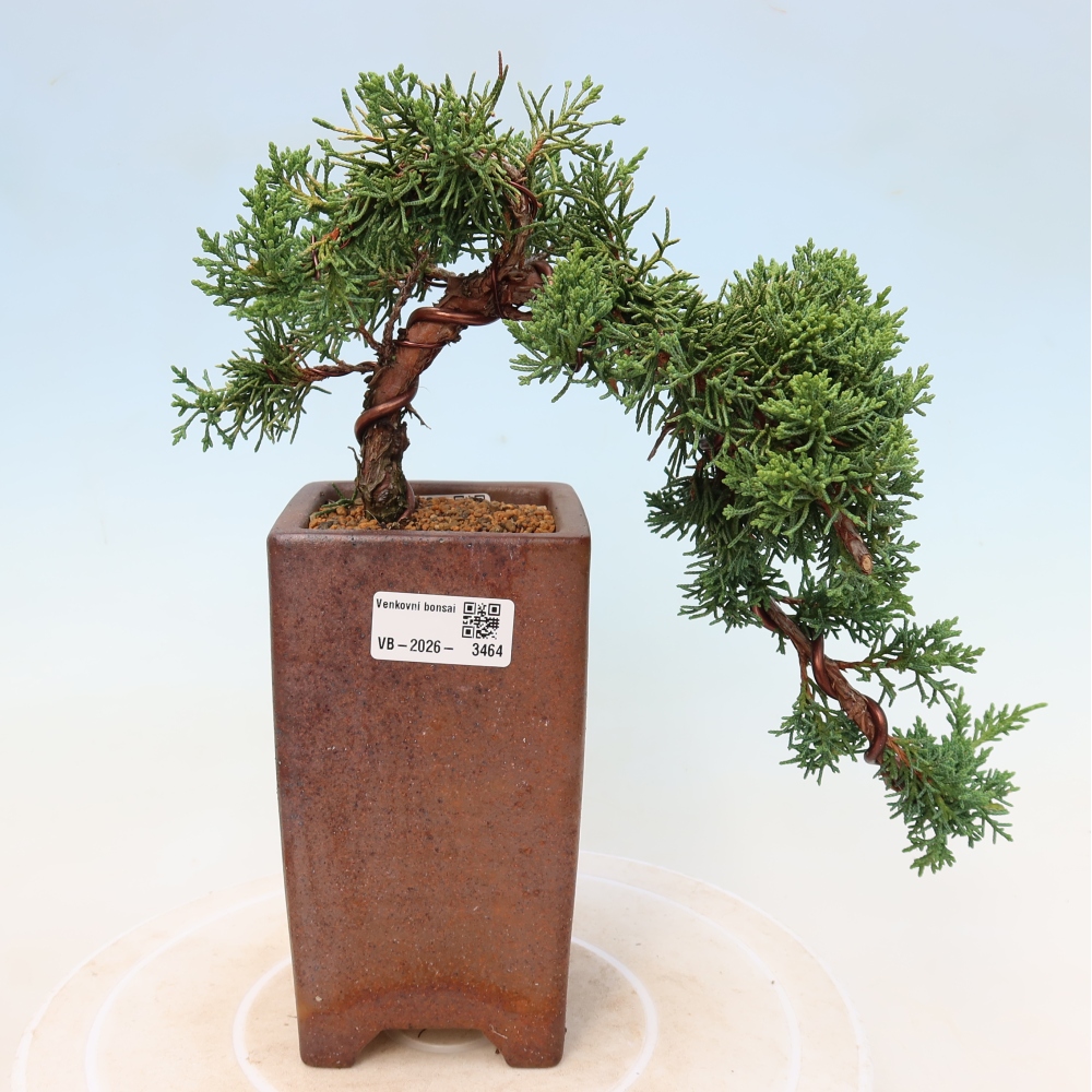Outdoor bonsai - Juniperus chinensis Kishu
