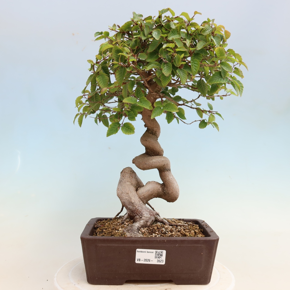 Outdoor bonsai -Carpinus CARPINOIDES - Korean Hornbeam