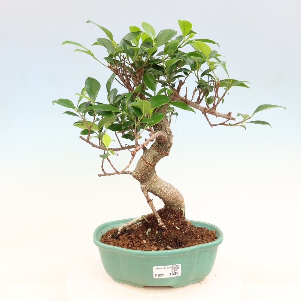 Room bonsai - Ficus retusa - small-leaved ficus