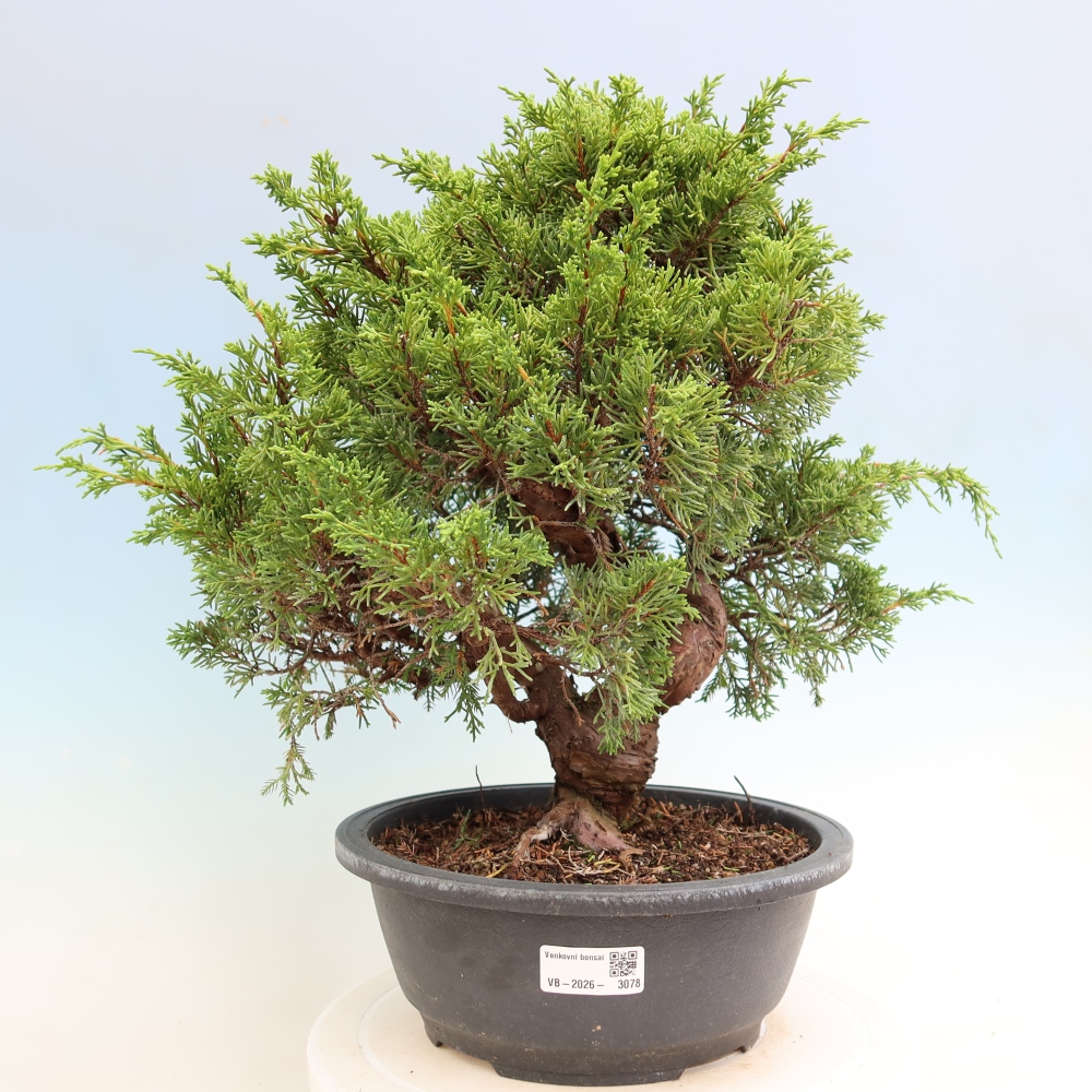 Outdoor Bonsai - Juniperus chinensis Itoigawa - Chinese Juniper