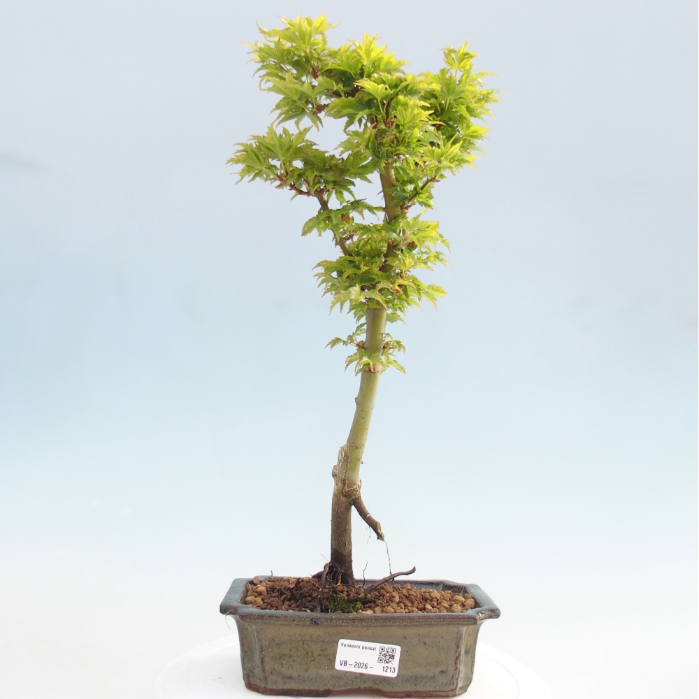 Outdoor bonsai -Javor palm Acer palmatum Shishigashira