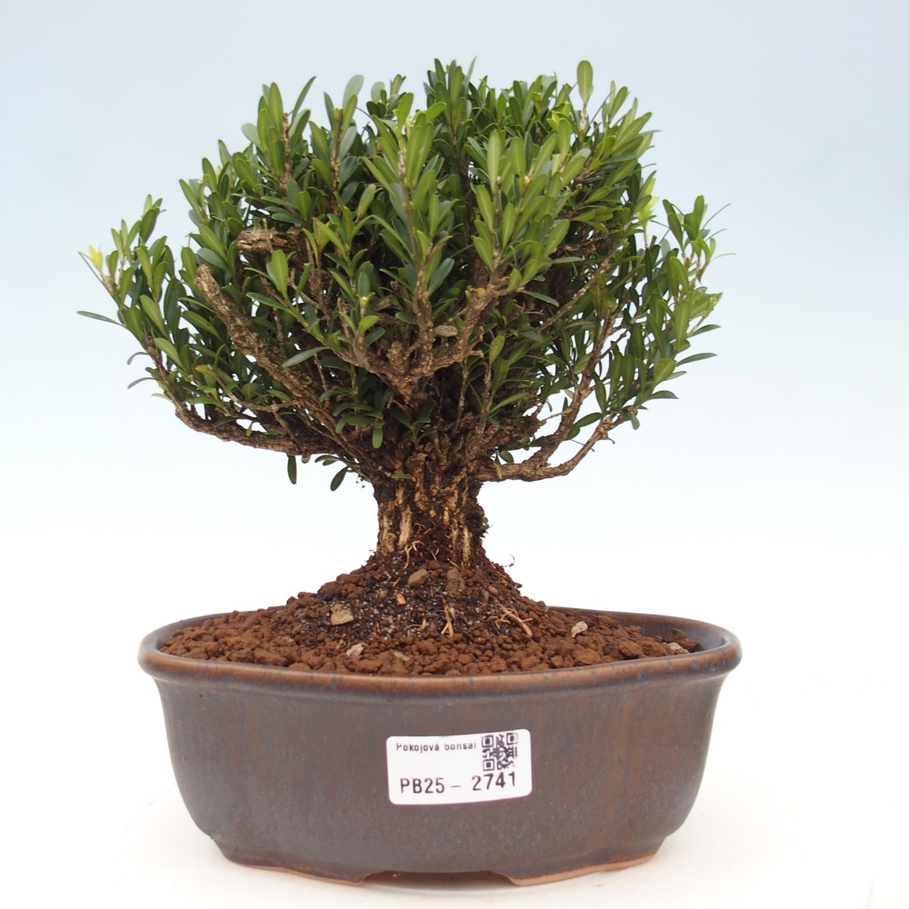 Indoor bonsai - Buxus harlandii - Cork boxwood