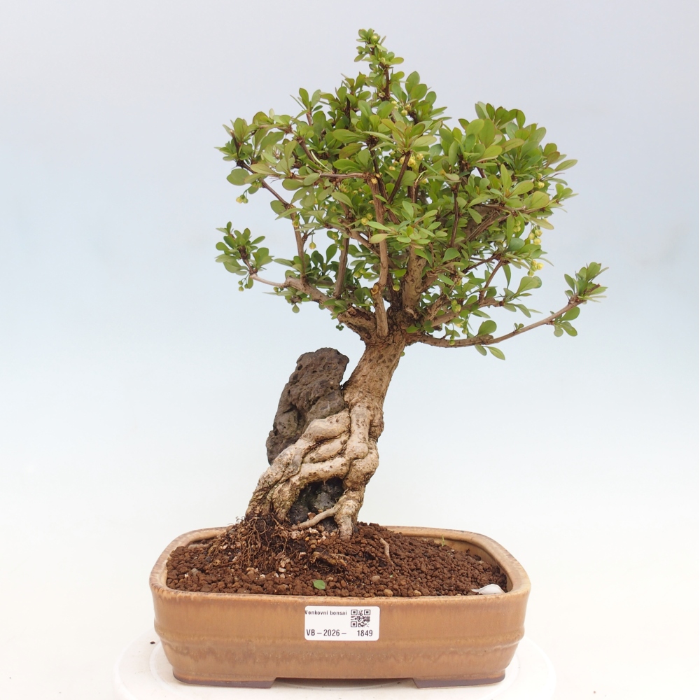 Outdoor bonsai - Berberis coreana
