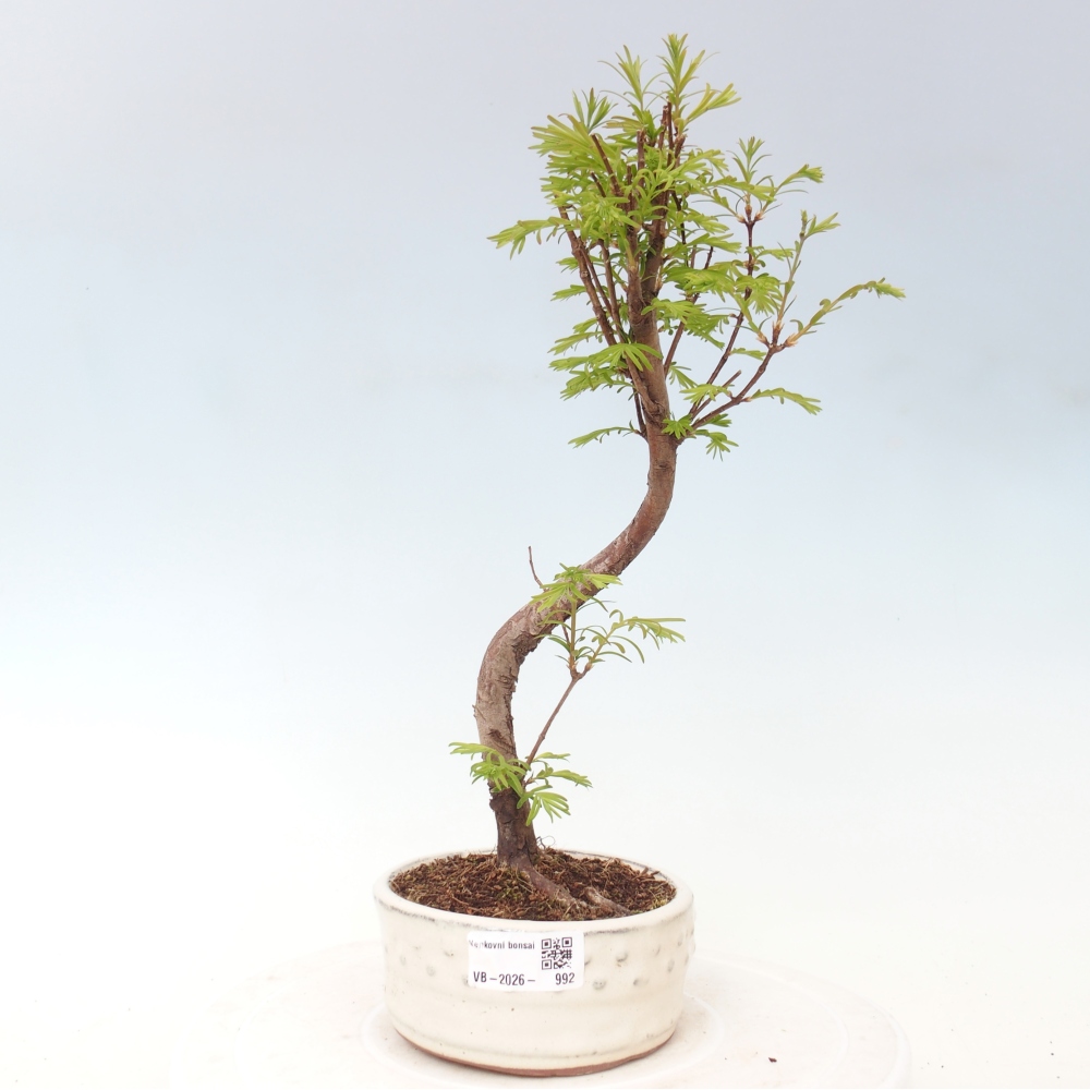Outdoor bonsai - Metasequoia glyptostroboides - Chinese Metasequoia