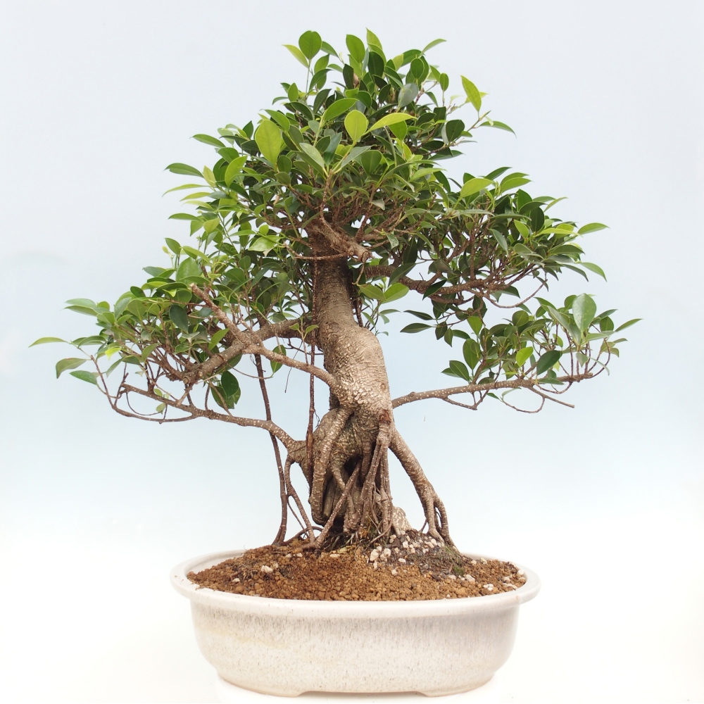 Room bonsai - Ficus kimmen - small-leaved ficus - PERSONAL COLLECTION ONLY or pallet transport