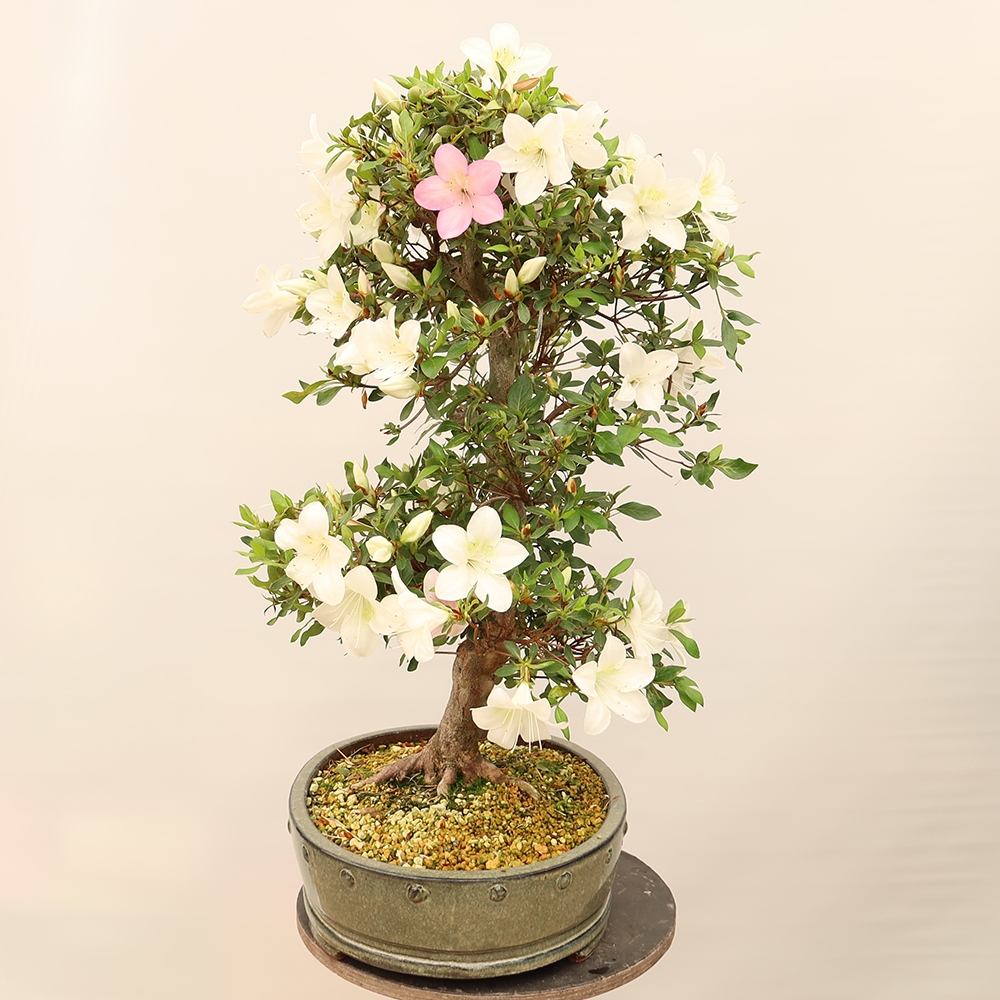 Outdoor bonsai - Japanese Azalea - Azalea Hand