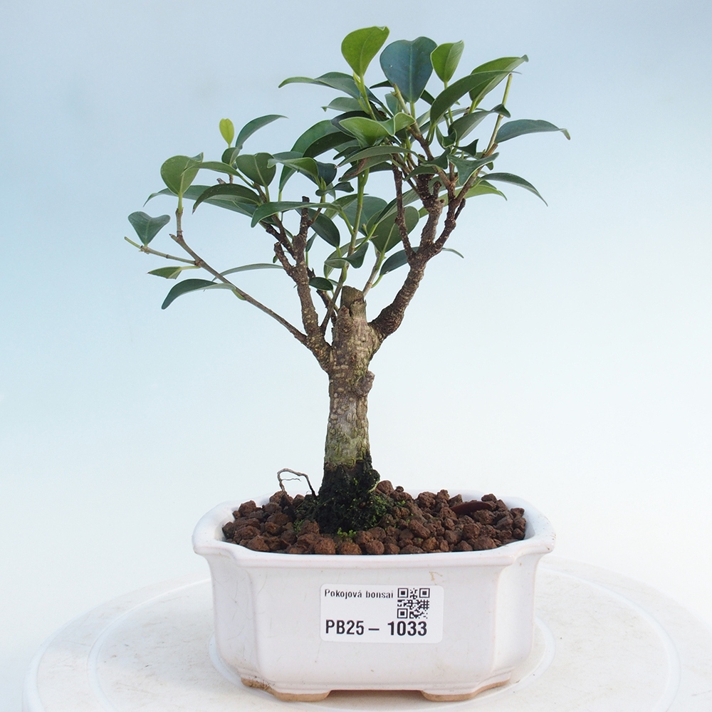 Indoor bonsai - Small-leaved ficus - Ficus kimmen