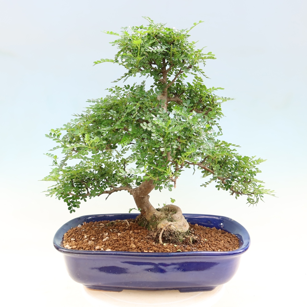 Room bonsai - Zantoxylum piperitum - pepper tree