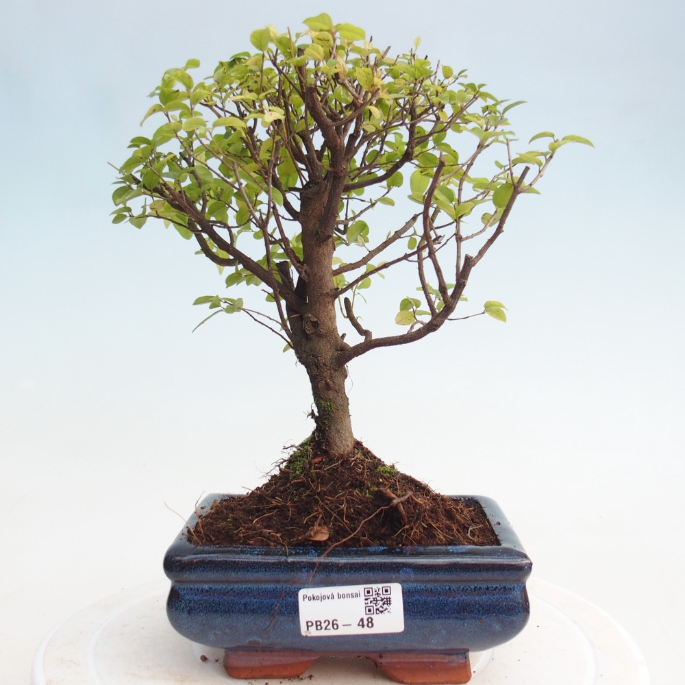 Room bonsai - Sageretia thea - Sageretia thea