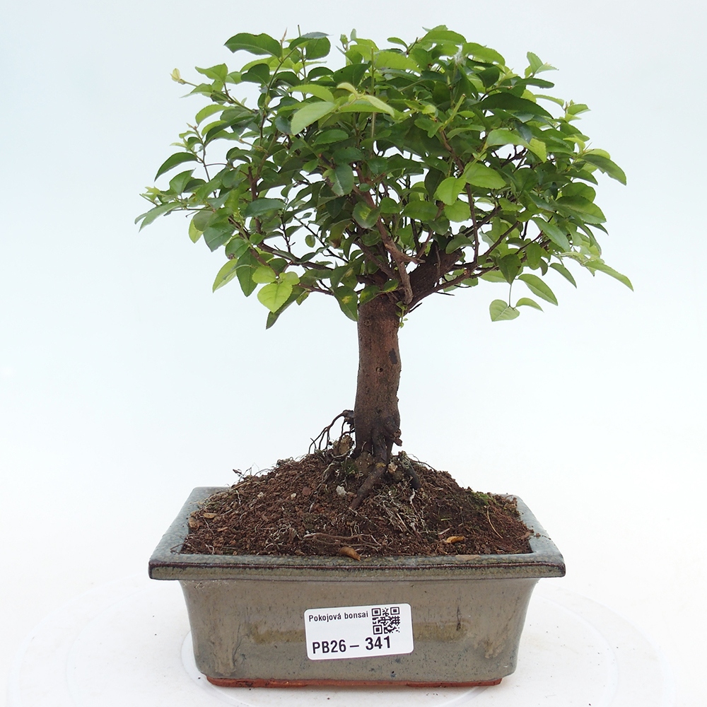 Room bonsai - Sageretia thea - Sageretia thea
