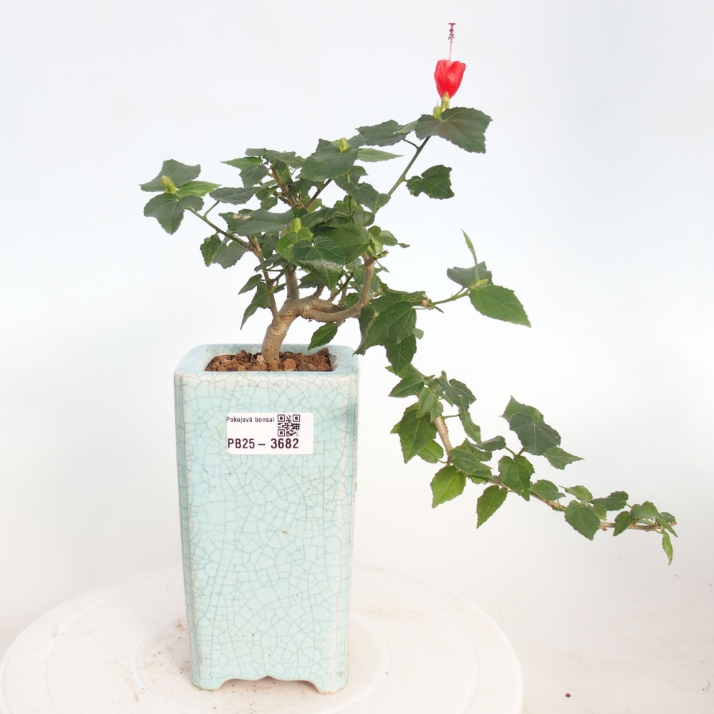 Indoor bonsai - Malvaviscus arboreus