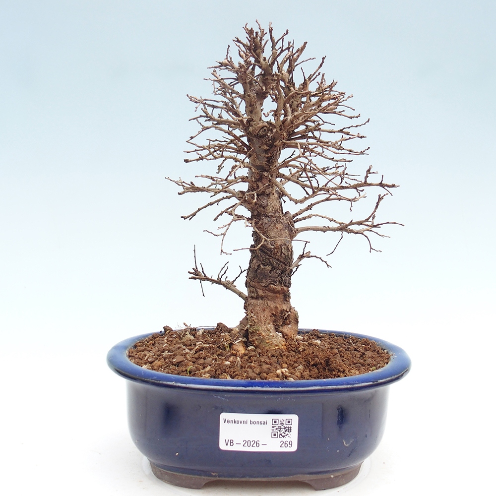 Outdoor bonsai - Zelkova - Zelkova NIRE