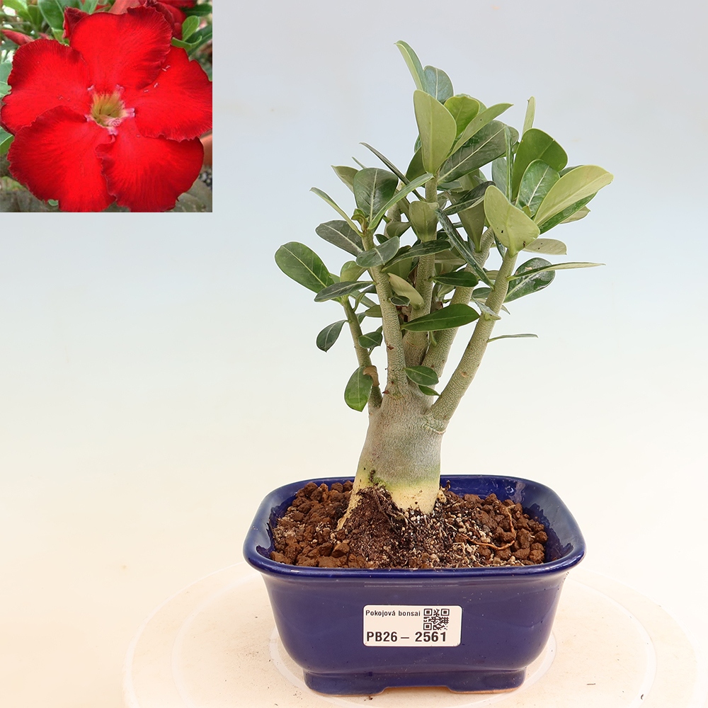 Indoor Bonsai - Adenium obesum Red Star - Desert Rose