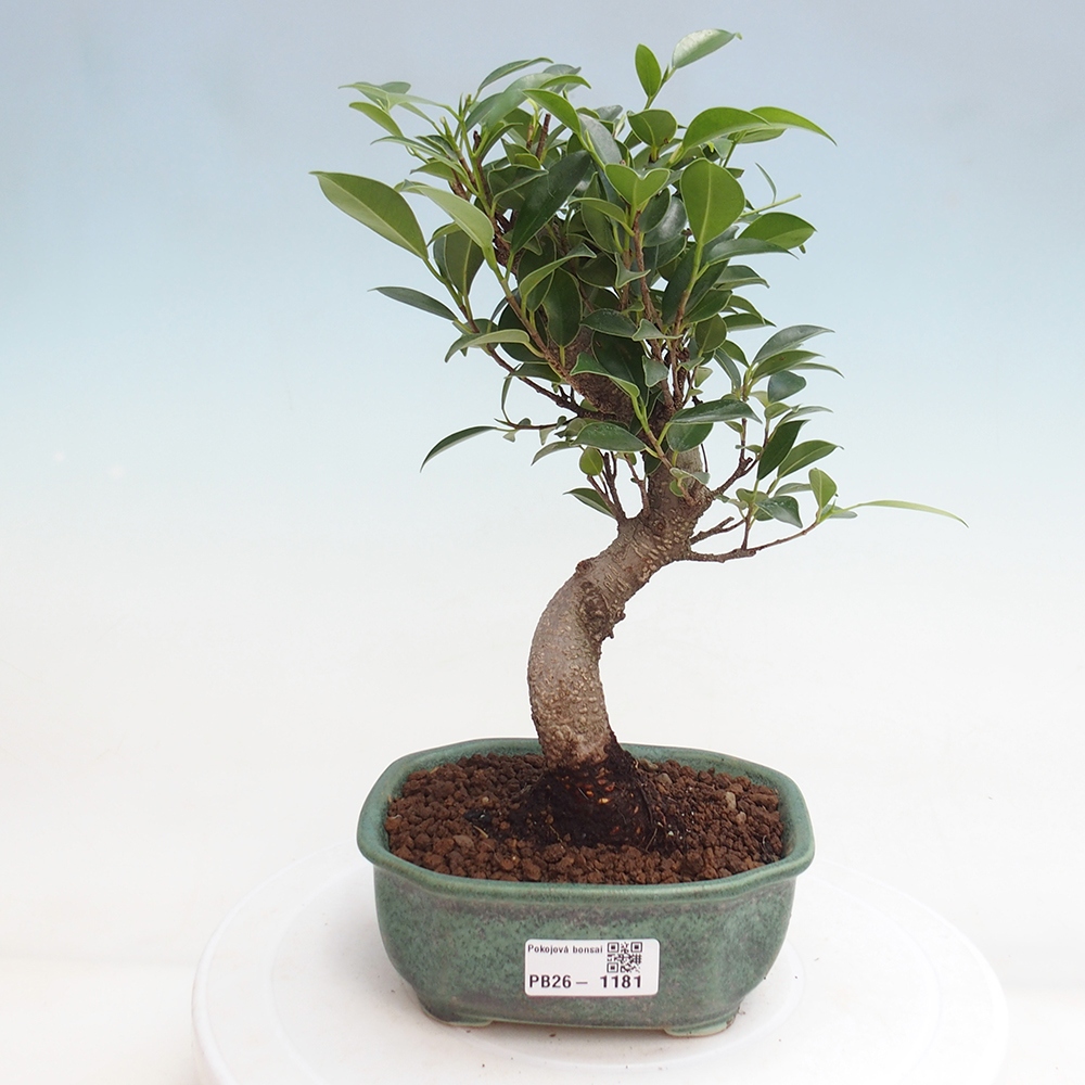 Room bonsai - Ficus retusa - small-leaved ficus