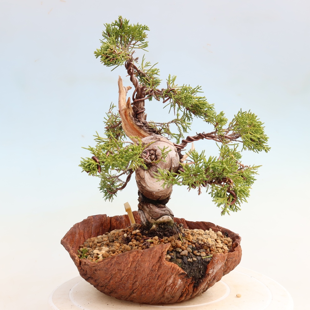 Outdoor Bonsai - Juniperus chinensis Itoigawa - Chinese Juniper