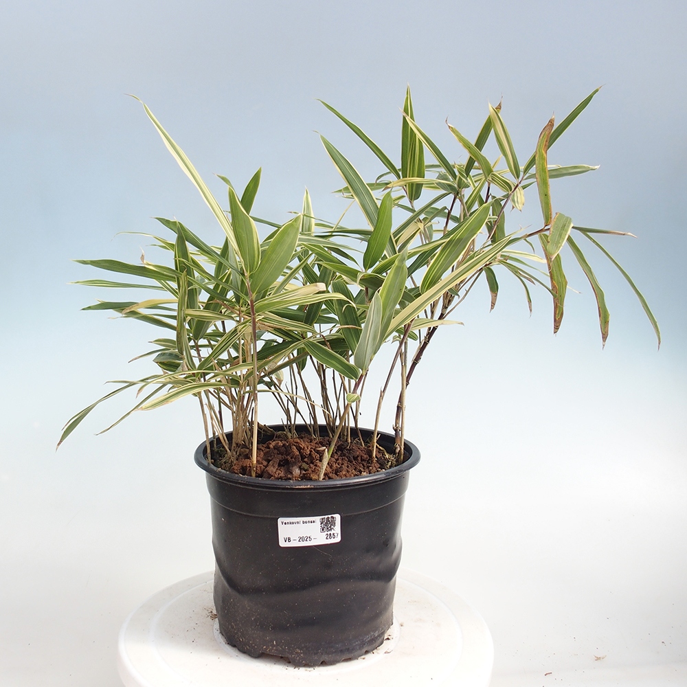 Outdoor bonsai - Sasaella masamuneana Albostriata - Bamboo