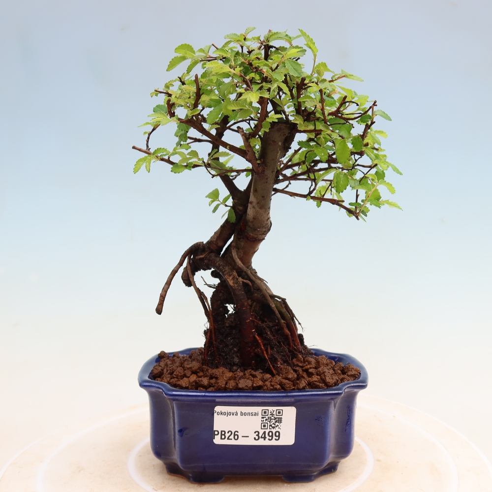 Room bonsai - Ulmus parvifolia - Small-leaved elm