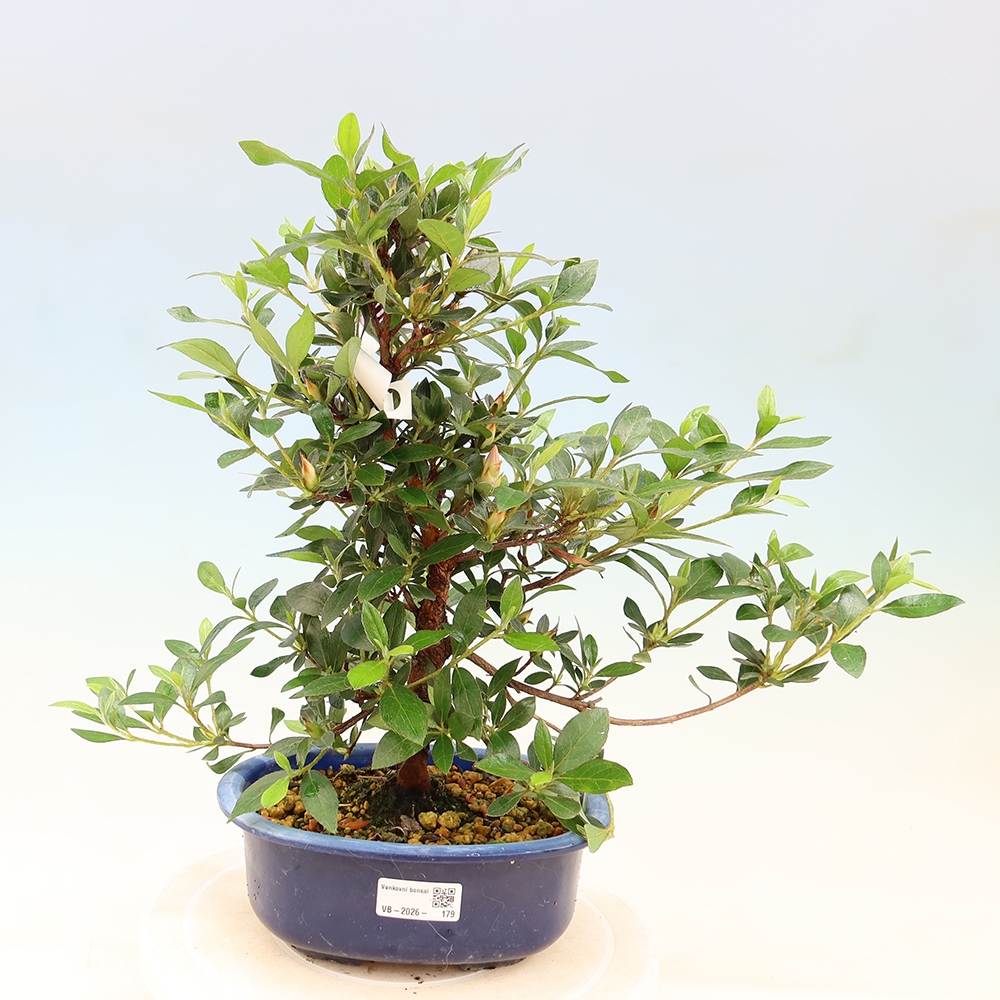 Outdoor bonsai - Japanese Azalea - Azalea Shinsei