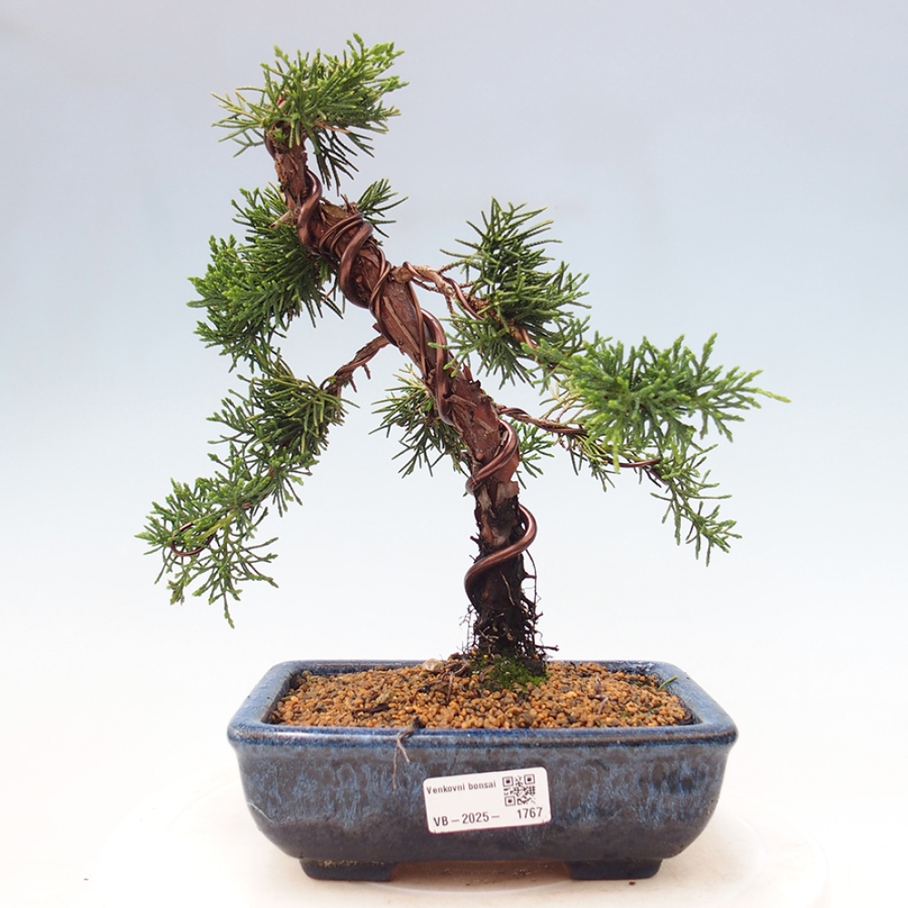Outdoor bonsai - Juniperus chinensis Kishu - Chinese Juniper