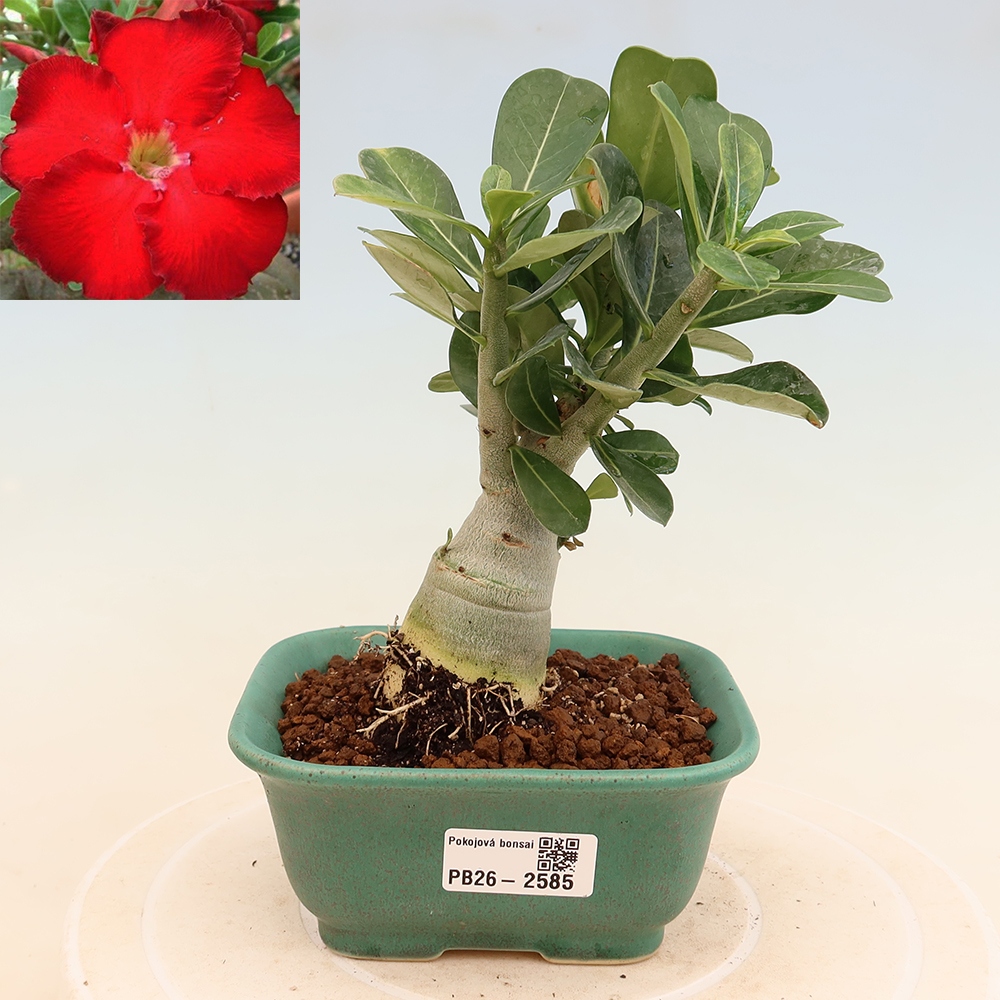 Indoor Bonsai - Adenium obesum Red Star - Desert Rose