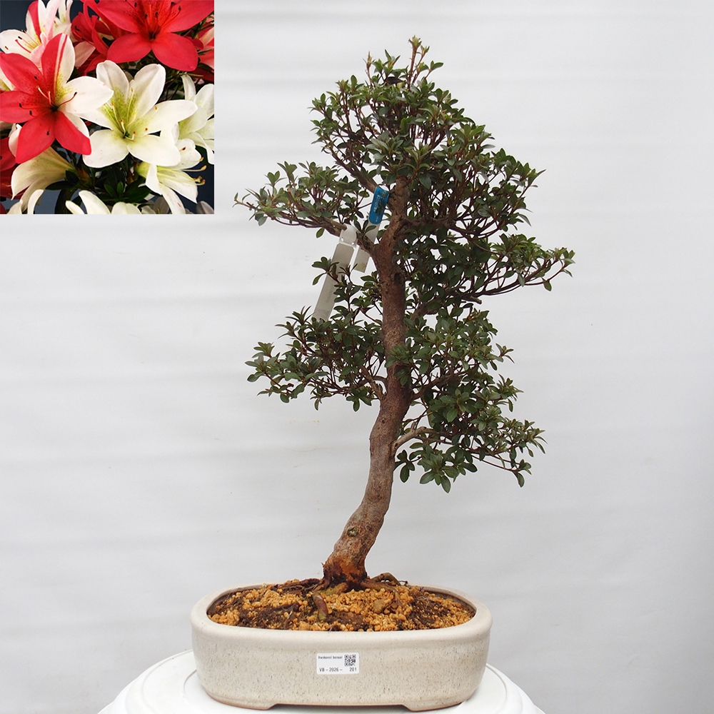 Outdoor bonsai - Japanese Azalea - Azalea Hanatsuzuri
