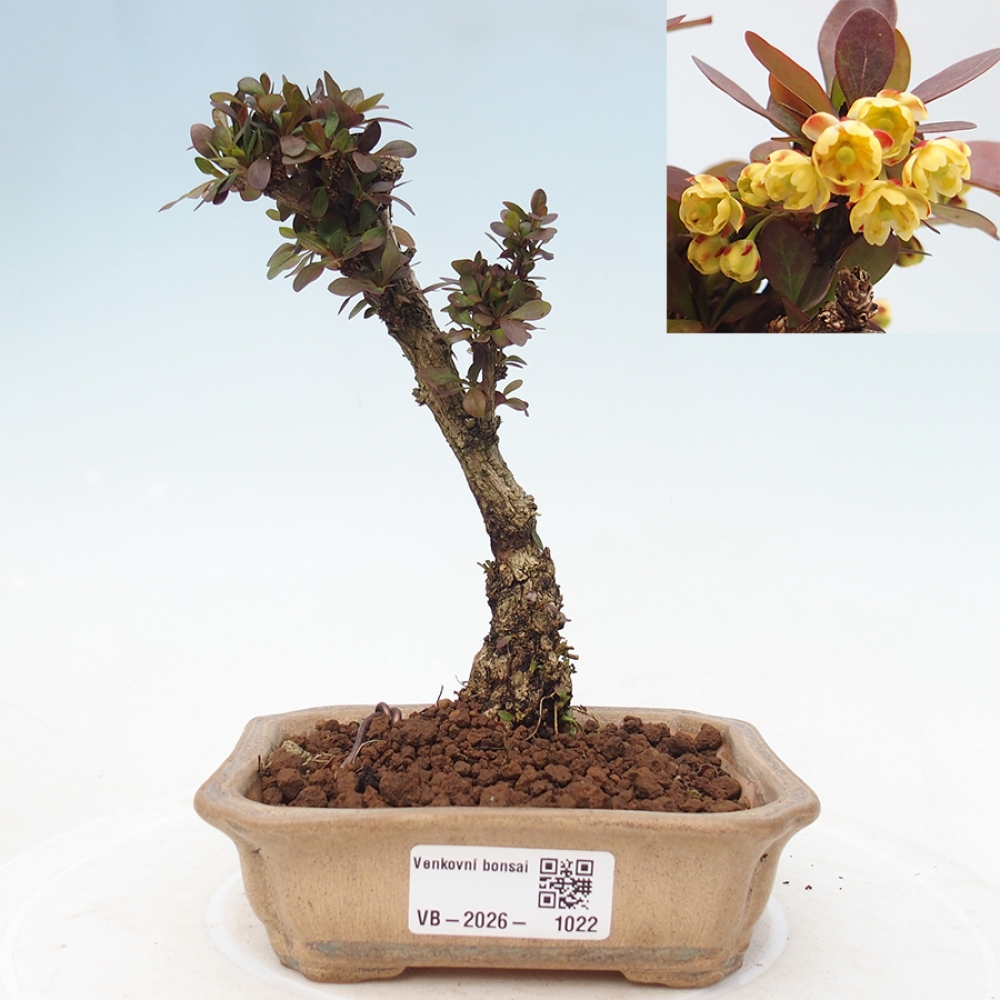Outdoor bonsai - Berberis Thunbergii Bagatelle