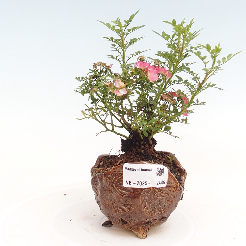 Outdoor bonsai - Rosa Cutie Pie - Roses