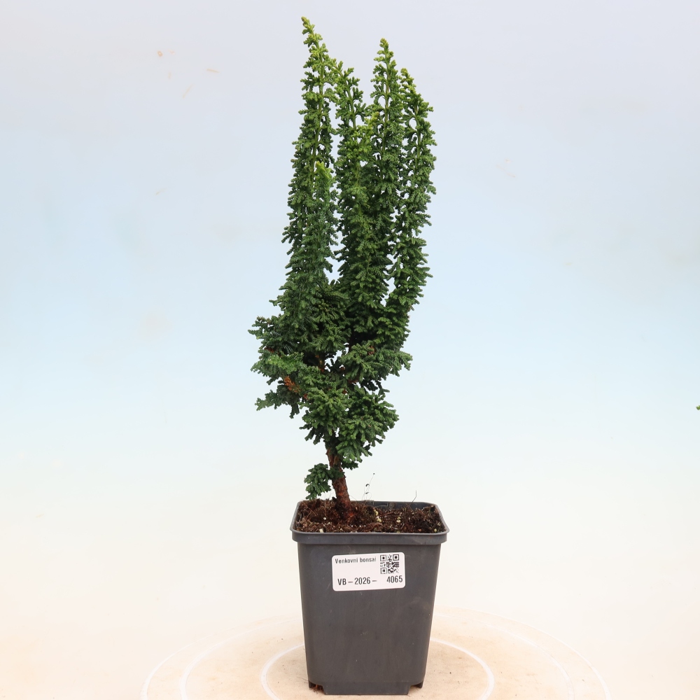 Outdoor bonsai - Cham. obtusa SEKKA HINOKI - Cypress