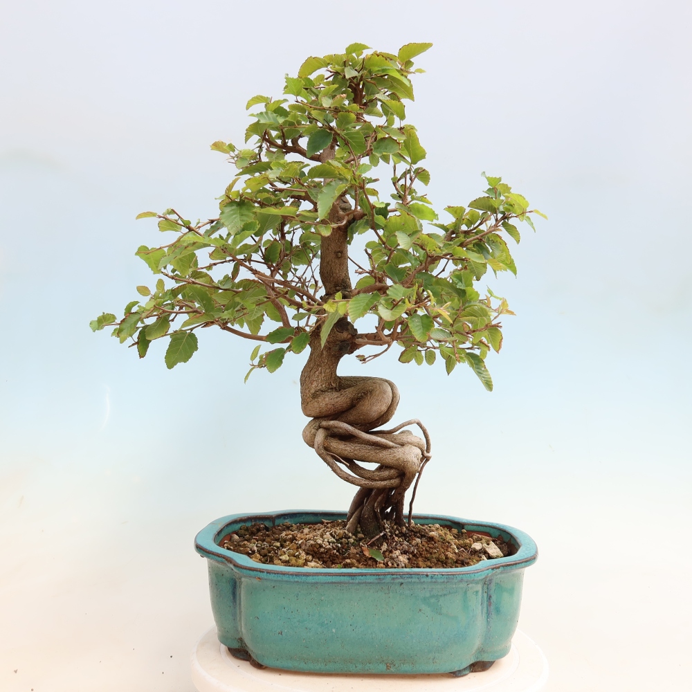 Outdoor bonsai -Carpinus CARPINOIDES - Korean Hornbeam