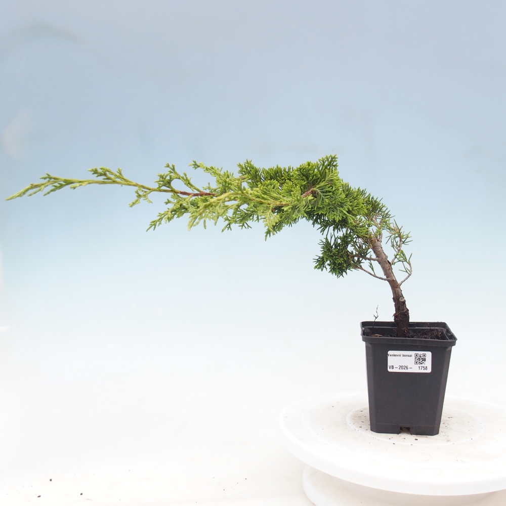 Outdoor bonsai - Juniperus chinensis Itoigawa