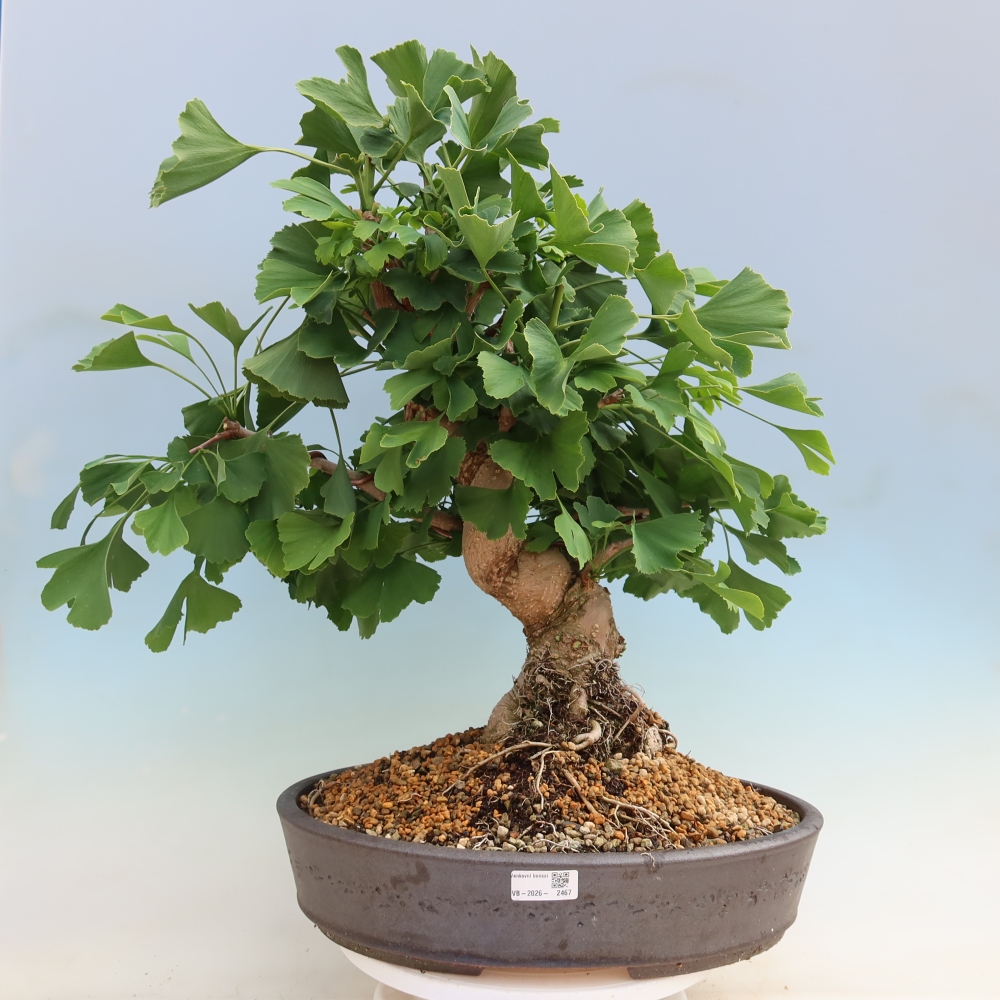 Outdoor bonsai - Ginkgo biloba - Ginkgo biloba