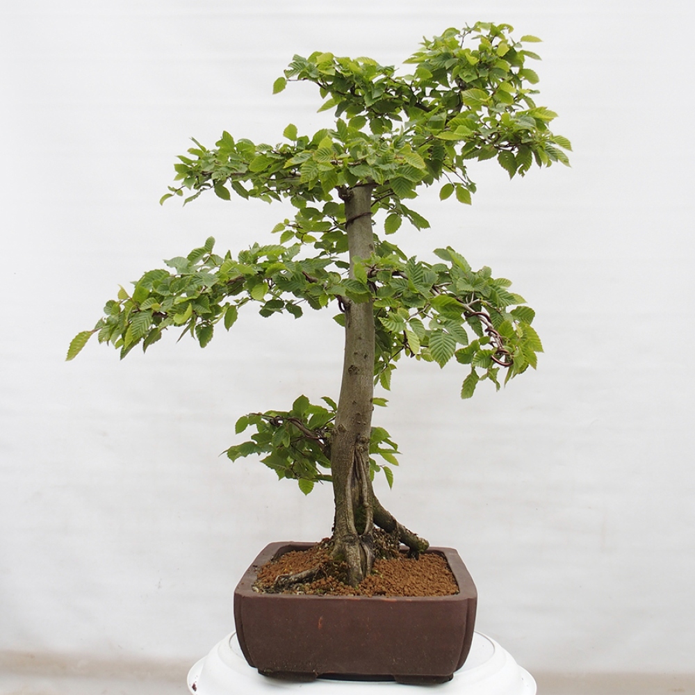Outdoor bonsai - Hornbeam - Carpinus betulus