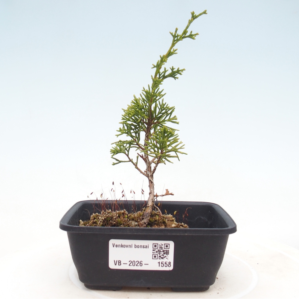 Outdoor bonsai - Juniperus chinensis Itoigawa