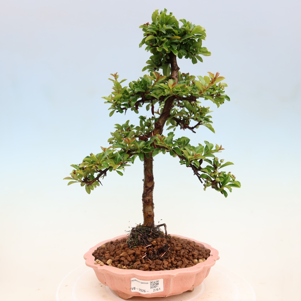 Outdoor Bonsai - Pyracantha teton - Scarlet Firethorn