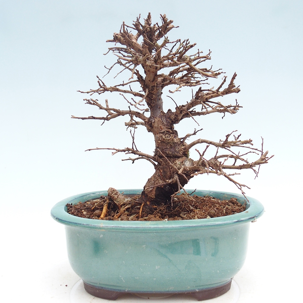 Outdoor bonsai - Zelkova - Zelkova NIRE